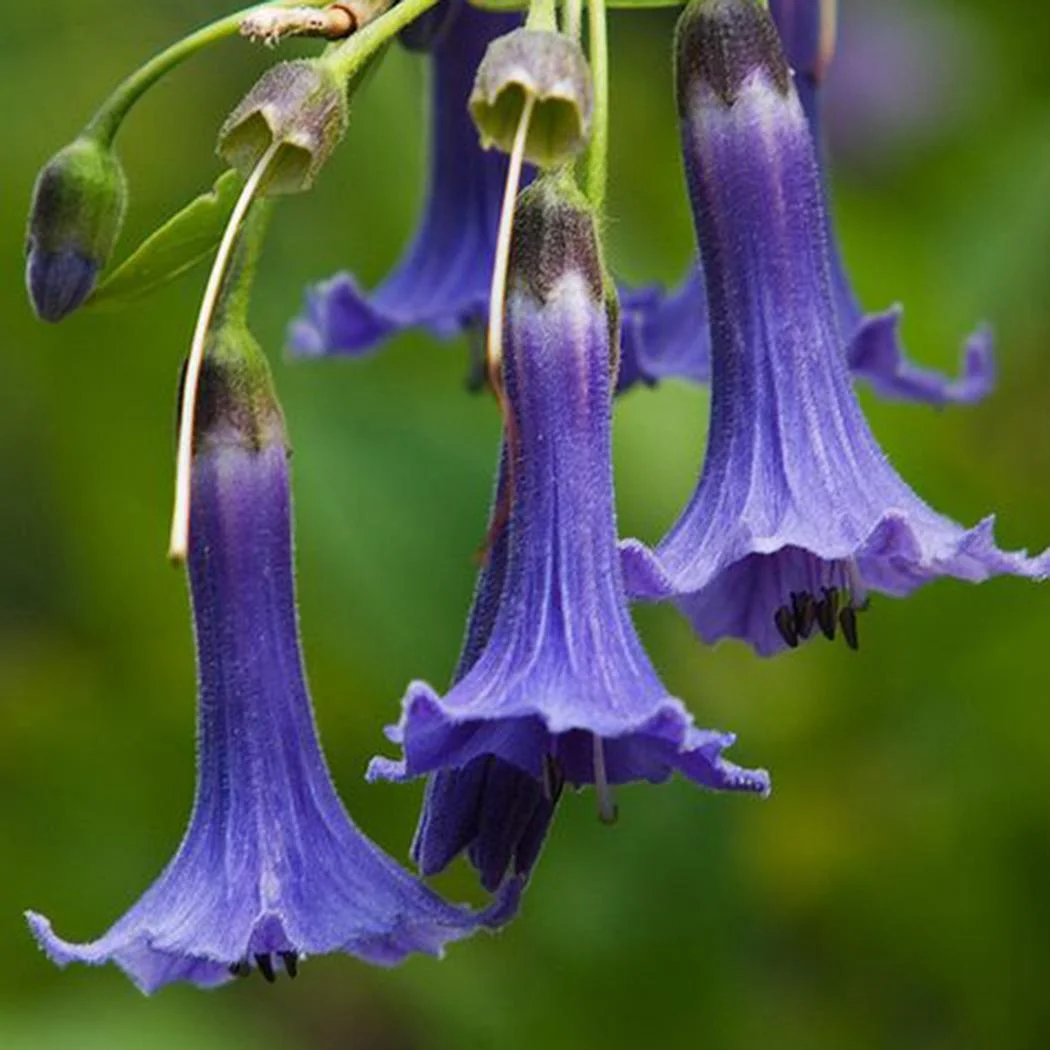Datura Brugmansia Seeds - 50 Seeds  - Blue - $19.99
