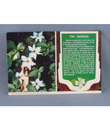 Vintage Postcard - The Legend of the Dogwood - Wright Everytime - $20.50 CAD