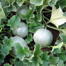 Heirloom Charentais Cantaloupe Melon Seeds Organic Fresh Garden USA Shipping - $11.98