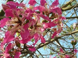 KKG Ceiba Speciosa 10 Seeds Garden Hardy Pink Chorisia Kapok Silk Floss ... - $166.87 MXN