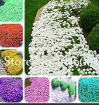 100 Seeds Rock Cress Seeds Creeping Thyme Flores Mixed 9 Colors Fresh Seeds for  - £9.26 GBP