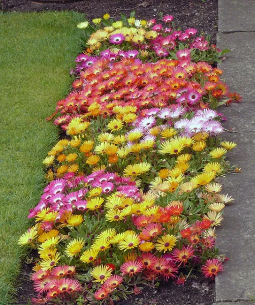 Livingston Daisy Ice Plant Mix Colorful Blooms Close At Night &amp; Reopen Day Fresh - £5.93 GBP