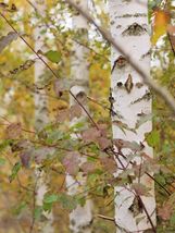 100 Seeds Silver Birch Fast Growing Fast Shipping - £7.35 GBP