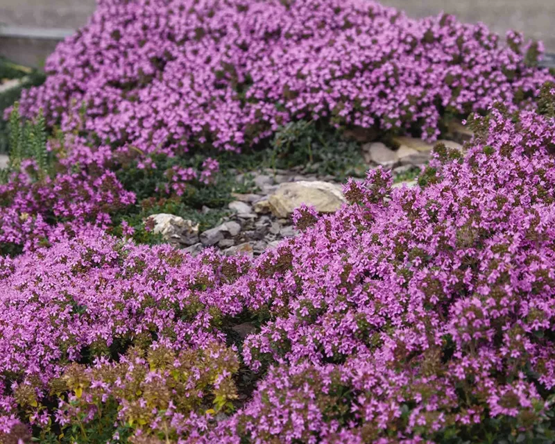 600+ Purple Carpet Creeping Thyme Perennial Ground Cover Plant Seeds Heirloom - £11.39 GBP