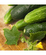 50 Cucumber Seeds - Long Green Improved Gourmet Non-Gmo From US - $9.31