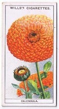 Wills Cigarette Card Garden Flowers #8 Calendula Scotch Marigold - $0.98
