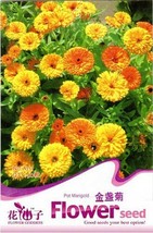 SL 1 Original Pack, 50 Seeds / Pack, Calendula Seeds Calendula Officinal... - $18.74 MXN