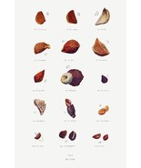 Iris Seeds - 1900&#39;s - William Dykes - Botanical Illustration Poster - £7.98 GBP+