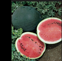 Watermelon 25 Seeds Bush Sugar Baby Heirloom Non GMO Beautiful small - £4.70 GBP