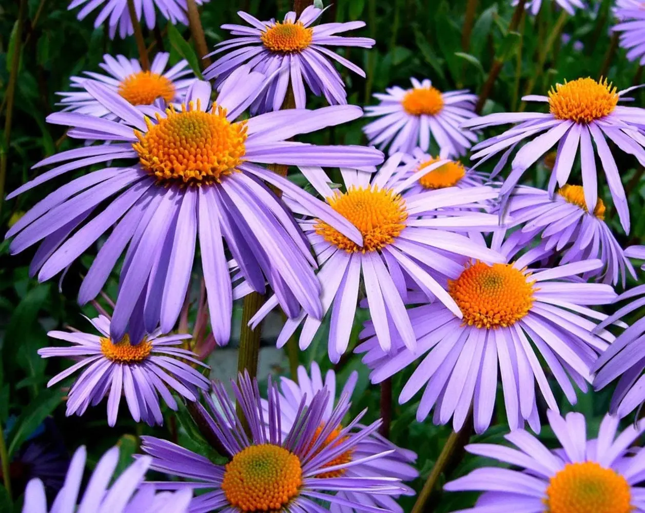 Fresh New 100 Purple New England Aster Novae Var Angliae Michaelmas Daisy Flower - £10.97 GBP