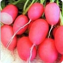 Pink Lady Slipper Radish Vegetable Seeds Fresh Seeds USA - $14.42