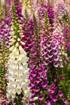 Foxglove 10 000 Seeds Digitalus Purpurea Spotted Purple Or White Flowers Fresh G - £23.58 GBP