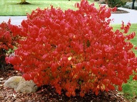 1 Gallon Pot Euonymus Alatus Dwarf Burning Bush Plant Hardy Shrub - $53.90