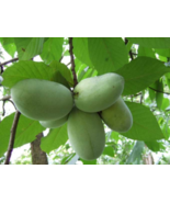 Paw Paw Indian Banana 6-12&quot; Height in a Quart Pot - $57.38 CAD
