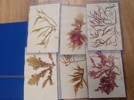 Original 1900s Postcards with Dehydrated Seaweeds from Patagonia Coast A... - £66.57 GBP