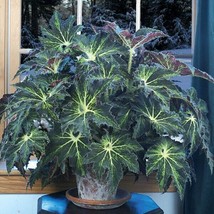 15 Seeds Begonia Palomar Prince House Plant Fresh Seeds Easy to Grow Shi... - $15.50