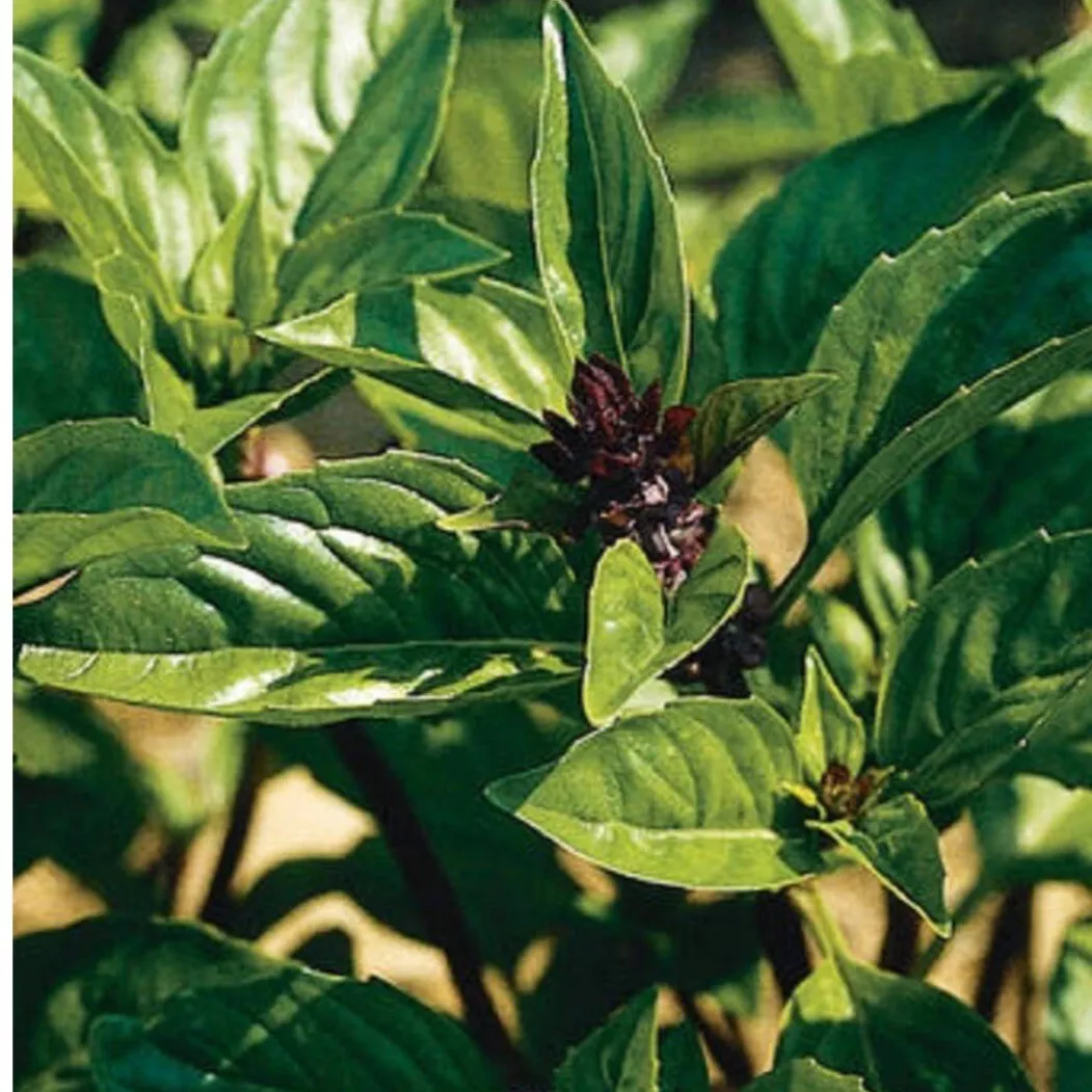 100 Seeds Cinnamon Basil Heirloom non GMO - $9.80