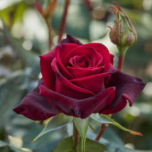 Heirloom Witch Brown Rose Plant Flowers - 20 Seeds - $6.00