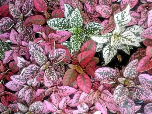 THJAR Hypoestes polkadot plant splash mix 25 seeds - €4,82 EUR