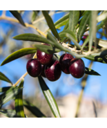 Olive Olea Europaea Mini Tree Plant - 20 Seeds - $10.19
