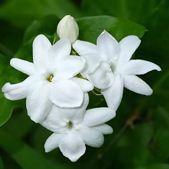 Maid Of Orl EAN S Jasmine Jasminum Sambac Rooted Baby Extremely Fragrant - £17.64 GBP