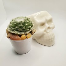 Sempervivum Succulent in Ceramic Skull Planter 3.5", Hens & Chicks Live Plant image 2