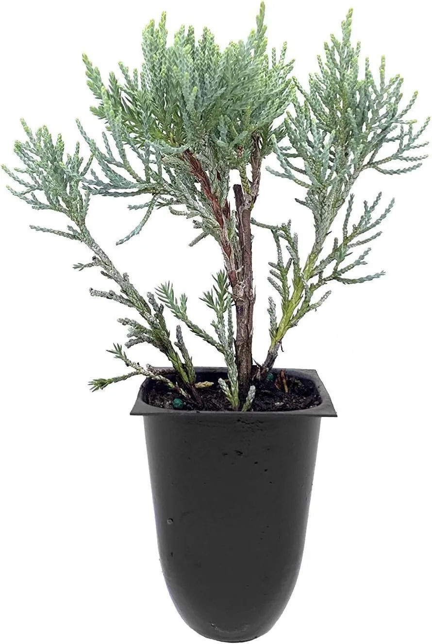 Blue Pfitzer Juniper Live Plants Juniperus Chinensis Drought Tolerant - $39.41