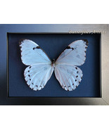 Real Mint Morpho Polyphemus Luna Framed Entomology Collectible Shadowbox - $115.44 CAD