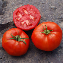 50 Seeds Rutgers Tomato Vegetable Garden - £7.75 GBP