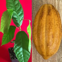 FORASTERO Theobroma Cacao Cocoa Chocolate Tree Potted Plant Yellow Pod - £23.29 GBP