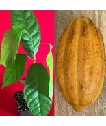 FORASTERO Theobroma Cacao Cocoa Chocolate Tree Potted Plant Yellow Pod - £23.45 GBP