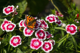 HS 50 Holborn Glory Dianthus Barbatus Red &amp; White Flower Seeds *Flat S/H - $3.60