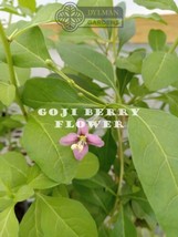 SEPTH 2 Goji Berry Plants - Lycium barbarum - Live Plants - Wolfberry - 4 to 6 i - £16.18 GBP