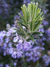 25 Giant Rosemary Seeds-1134 - £3.18 GBP