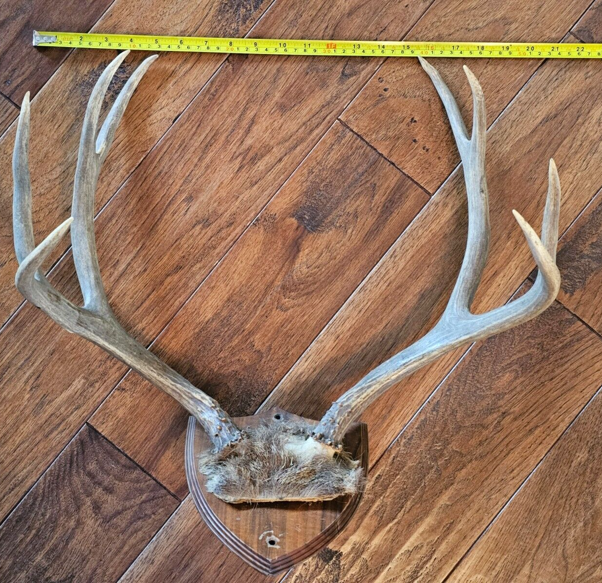22" wide 4x4 Colorado MULE DEER RACK antlers whitetail mount sheds taxidermy Item image 5