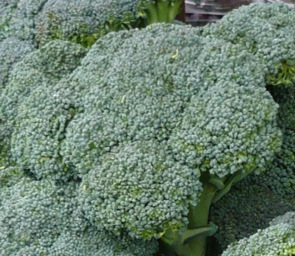 500 Broccoli Seeds Waltham Seeds The Best Broccoli Gardening - $11.29