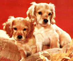 Cute Cocker Spaniel Puppies, Wet Nose Puppy Dogs &quot;Sad Sacks&quot; Chrome Postcard - £3.09 GBP