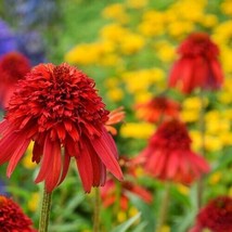 50 + Hot Papaya Coneflower Seeds Echinacea Flower Perennial Bloom Flower Seed 13 - £7.89 GBP