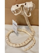 Two Headed Cobra Snake Skeleton Bones Reptile Prop 42” Bendable Crazy Bo... - £15.21 GBP