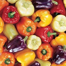 Mini Bell Pepper Seeds 20  Seeds New Fresh US Shipping - $4.80