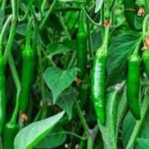 Serrano Pepper Seeds Hot Organic Garden Fast Shipping - £5.23 GBP