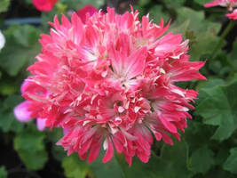 &#39;Thousand-Hand Kwan-yin&#39; Geranium Pink White Flowers, 10 Seeds - £9.55 GBP