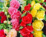 50 Seeds Double Hollyhock Beautiful Flower Mix Seeds Open Pollinated Hei... - $8.99