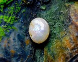 Natural Real PEARL | 2.75 Carats Shiny White Lustrous Skin AAA+++ Fine Quality N - $18,278.33 MXN
