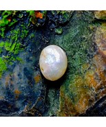 Natural Real PEARL | 2.75 Carats Shiny White Lustrous Skin AAA+++ Fine Q... - $18,253.53 MXN