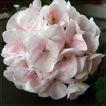 Garden Flowers 50 Light Pink White Hydrangea Flower Seeds Hydrangea macr... - $4.31