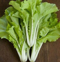 MUSTARD SOUTHERN GIANT CURLED, 200 SEEDS R - $267.26 MXN
