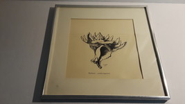 Latiaxis Santacruzensis, Artist Print, By Fran Cooper, Framed - £35.63 GBP