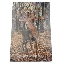 Animal~Drummond Island Michigan~Deer On Alert~Vintage Postcard - £1.55 GBP