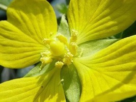 1000 Yellow Seedbox Water Primrose Rattlebox Ludwigia Alternifolia Flowe... - £8.46 GBP